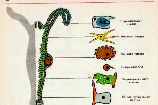 Кракен онион ссылки